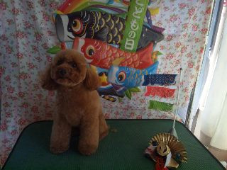 ハニーちゃん きなこちゃん こたろうちゃん