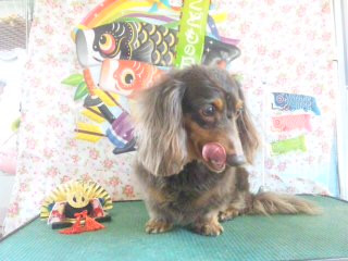 ハニーちゃん きなこちゃん こたろうちゃん