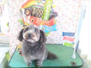 ハニーちゃん きなこちゃん こたろうちゃん