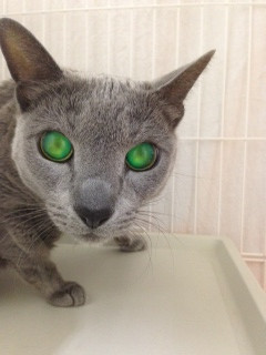 シータちゃん 山形市 ペットホテル わんニャンシャンプー