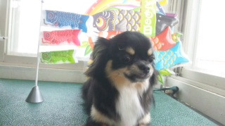 まろちゃん　山形市　ペットサロン　わんニャンシャンプー