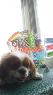 まるちゃん　山形市　ペットサロン　わんニャンシャンプー