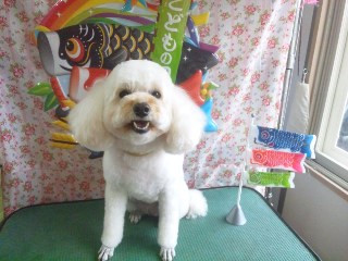 キキちゃん　山形市　ペットサロン　わんニャンシャンプー