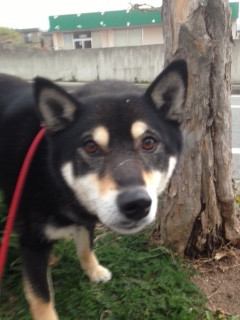 くろべえちゃん 山形市 ペットホテル わんニャンシャンプー