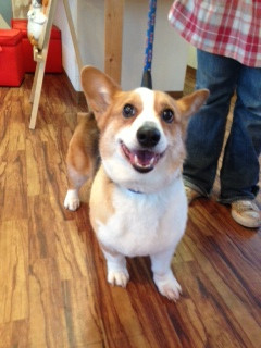 バンくん 山形市 ペットサロン わんニャンシャンプー