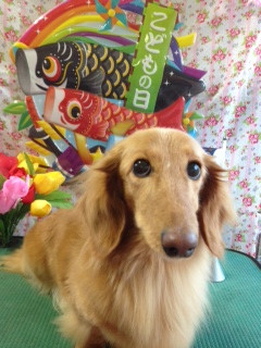 ラムちゃん 山形市 ペットサロン わんニャンシャンプー