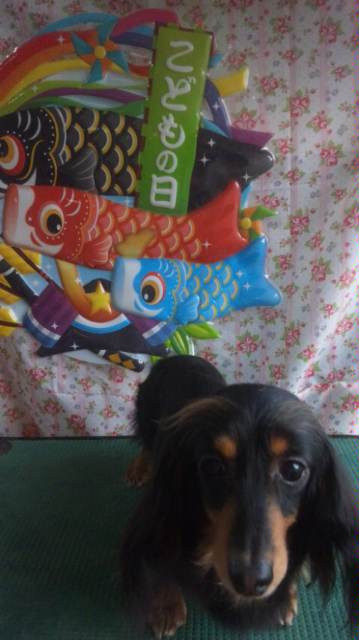 ポップちゃん  ももちゃん  わんニャンシャンプー山形店