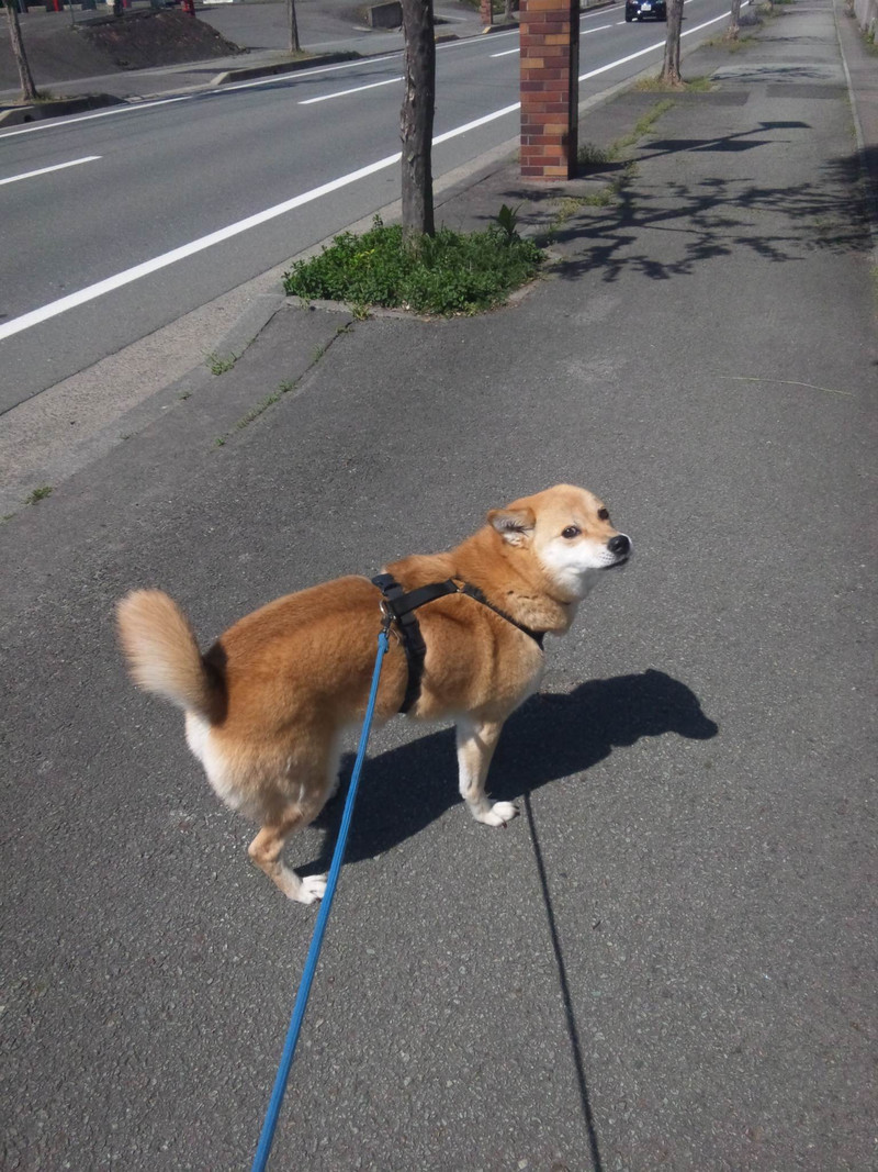 チョコちゃん  わんニャンシャンプー山形店