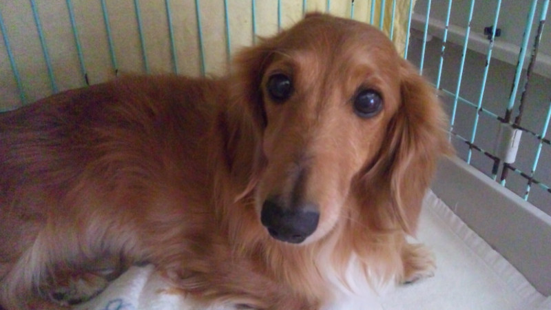 アンディちゃん  わんニャンシャンプー山形店