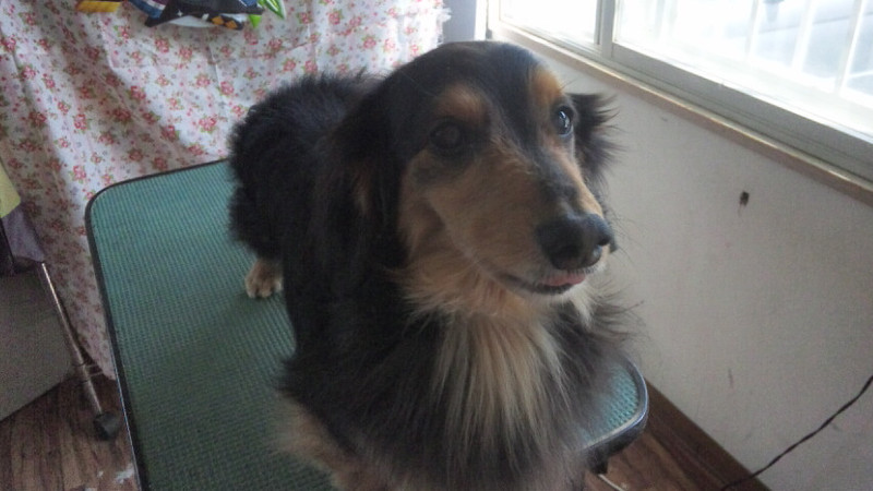 キムチちゃん  わんニャンシャンプー山形店