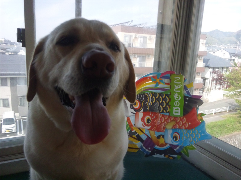 ヤマトちゃん  わんニャンシャンプー山形店