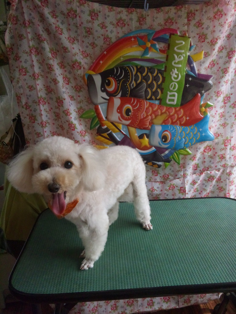 スノーウィちゃん 山形市 ペットサロン わんニャンシャンプー