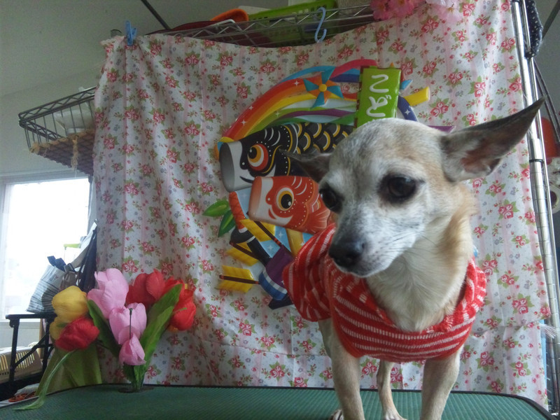 リノちゃん 山形市 ペットサロン わんニャンシャンプー