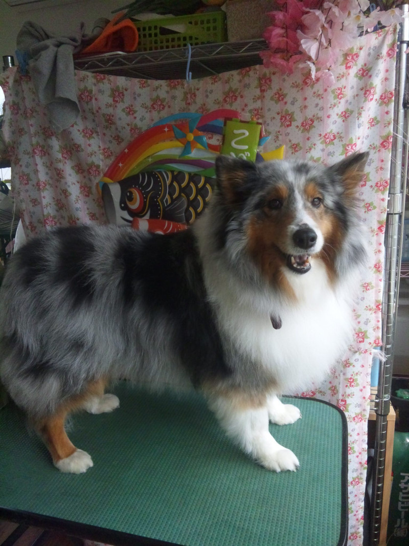 メリーちゃん 山形市 ペットサロン わんニャンシャンプー