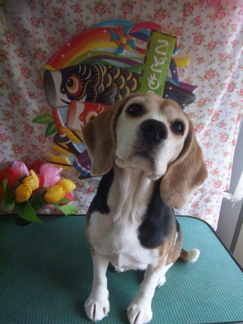 ヴィーナちゃん 山形市 ペット サロンわんニャンシャンプー