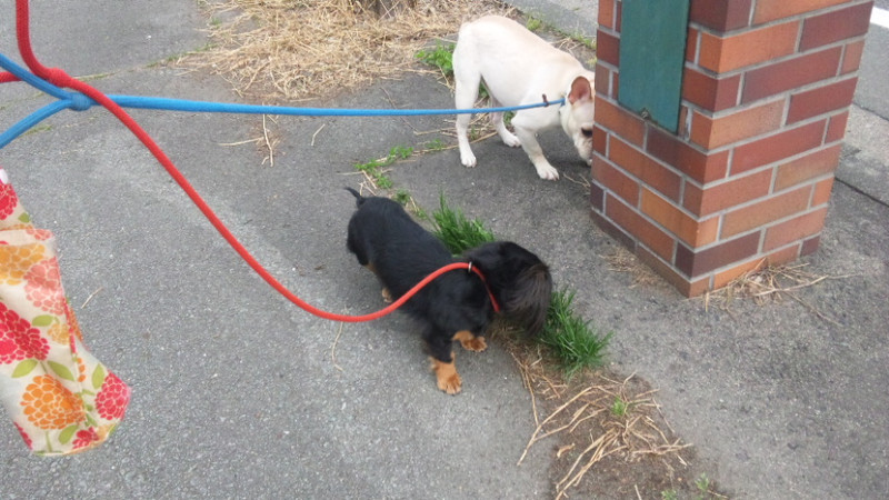 大福ちゃん 山形市 ペットホテル わんニャンシャンプー