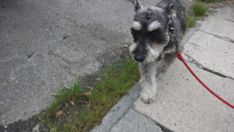 ピースちゃん 山形市 ペットホテル わんニャンシャンプー