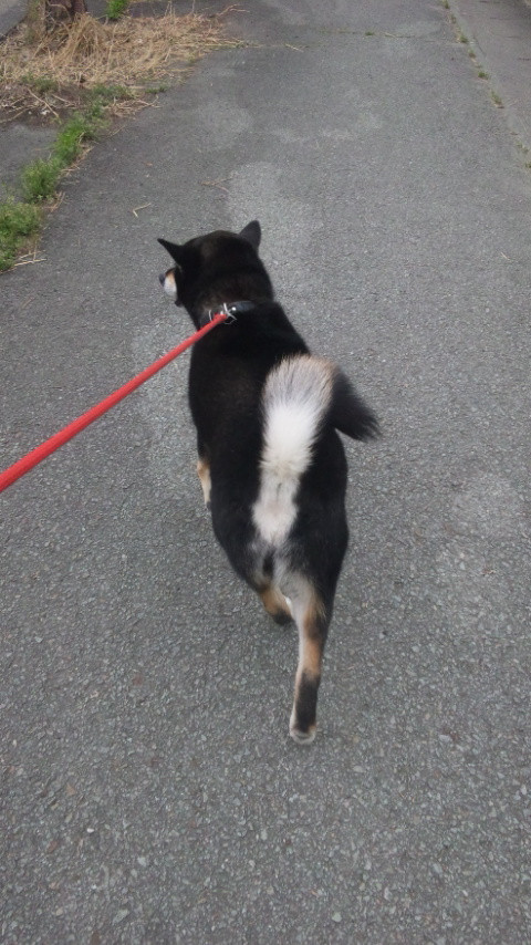 黒兵衛ちゃん 山形市 ペットホテル わんニャンシャンプー