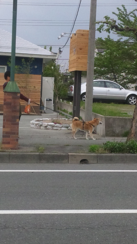 チョコちゃん 山形市 ペットホテル わんニャンシャンプー