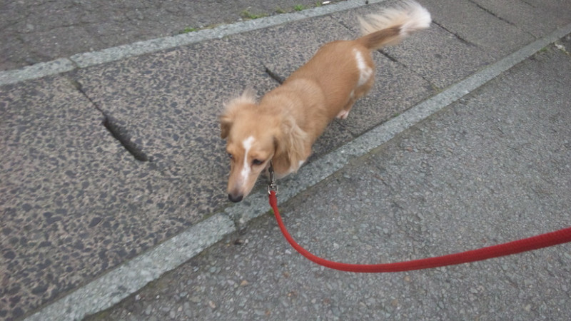 ひまわりちゃん 山形市 ペットホテル わんニャンシャンプー