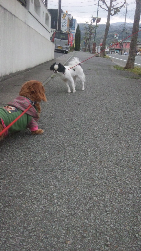 小梅ちゃん 山形市 ペットホテル わんニャンシャンプー