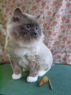 ももちゃん 山形市 ペットサロン わんニャンシャンプー