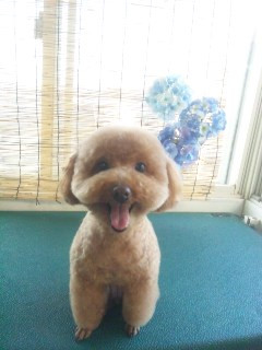 イヴちゃん  わんニャンシャンプー山形店