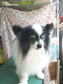 シュリちゃん  わんニャンシャンプー山形店