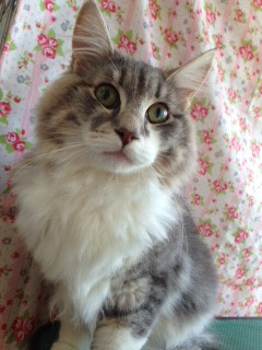 ノルンちゃん 山形市 ペットサロン わんニャンシャンプー