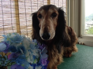 カルアちゃん 山形市 ペットサロン わんニャンシャンプー