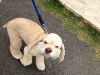 ツトムちゃん 山形市 ペットサロン わんニャンシャンプー