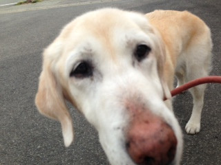 カレンちゃん 山形市 ペットサロン わんニャンシャンプー