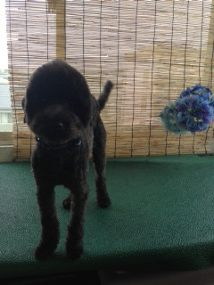 ゲンちゃん 山形市 ペットサロン わんニャンシャンプー