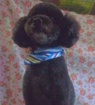 龍馬ちゃん&慎太郎ちゃん 山形市 ペットサロン わんニャンシャンプー