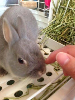 ちゃーりーちゃん 山形市 ペットサロン わんニャンしゃ