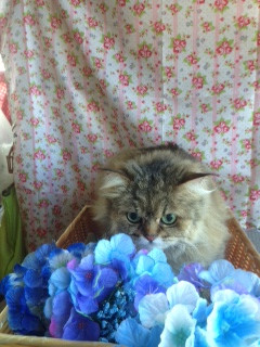 チチちゃん 山形市ペットサロン わんニャンシャンプー