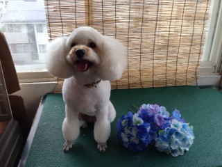 キキちゃん 山形市 ペットサロン わんニャンシャンプー