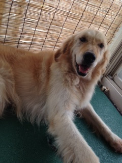 トフィちゃん 山形市 ペットサロン わんニャンシャンプー