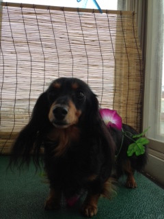 ポップちゃん＆モモちゃん 山形市 ペットサロン わんニャンシャンプー