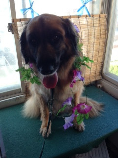 ヒメちゃん 山形市 ペットサロン わんニャンシャンプー