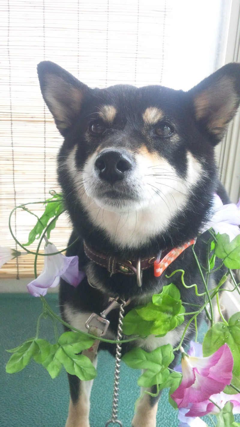 さくらちゃん 山形市 ペットサロン わんニャンシャンプー