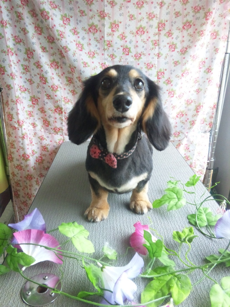 チェリーちゃん&ジョナサン&ちゃぺるちゃん 山形市 ペットサロン わんニャンシャンプー