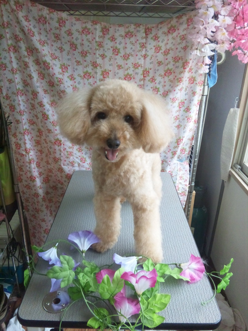 ショコラちゃん 山形市 ペットサロン わんニャンシャンプー