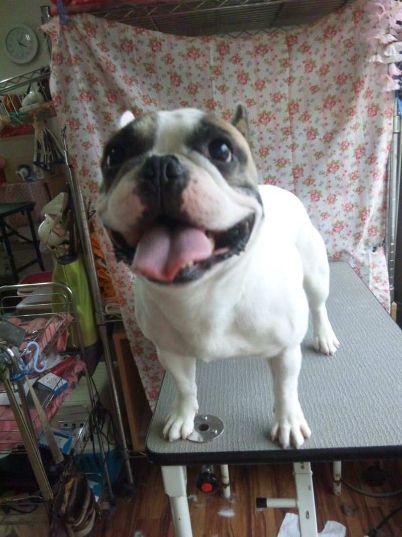 ヒューゴちゃん 山形市 ペットサロン わんニャンシャンプー