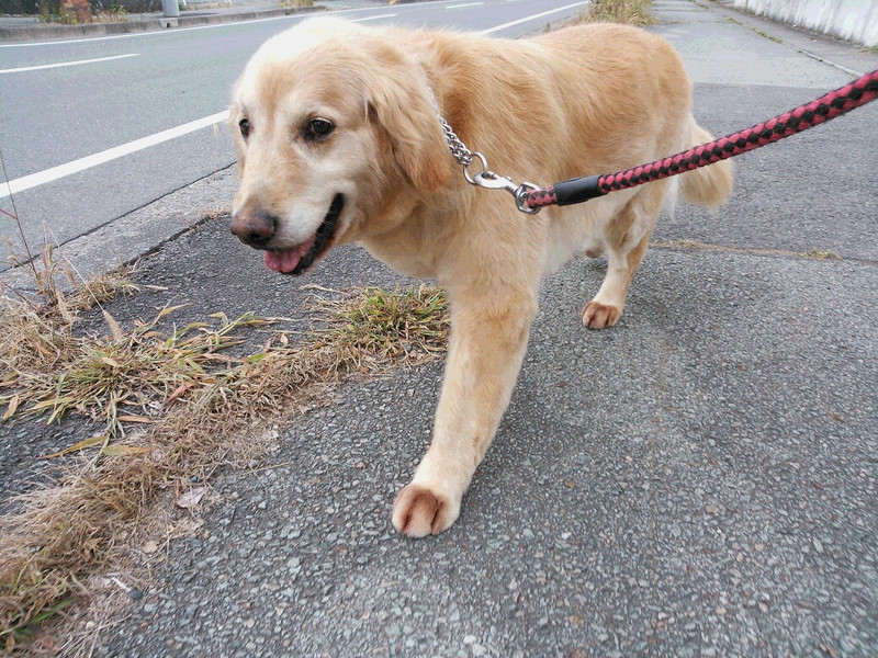 アルフォンスちゃん　山形市　ペットサロン　わんニャンシャンプー