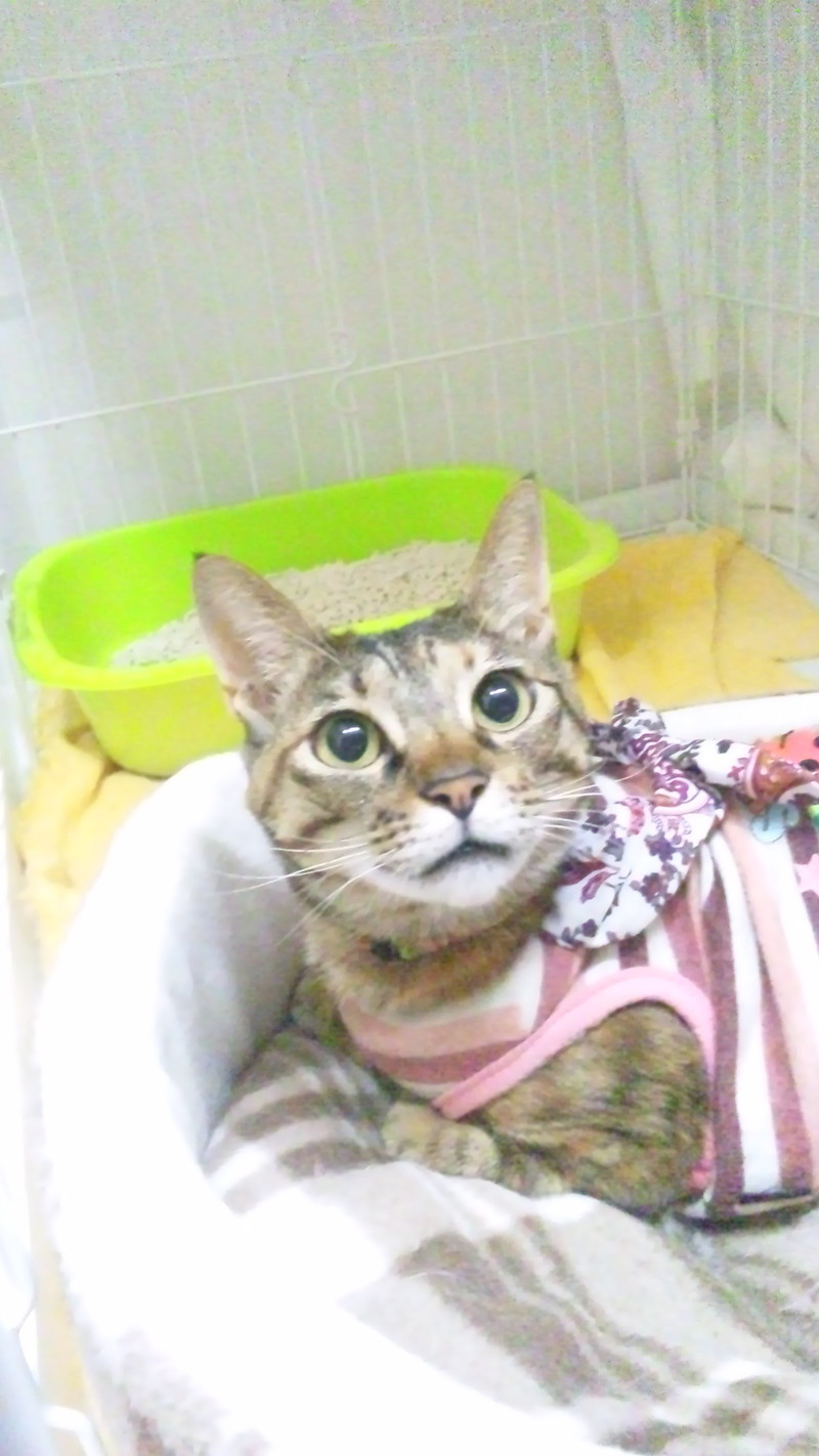 そばちゃん&こうめちゃん 山形市 ペットホテル わんニャンシャンプー