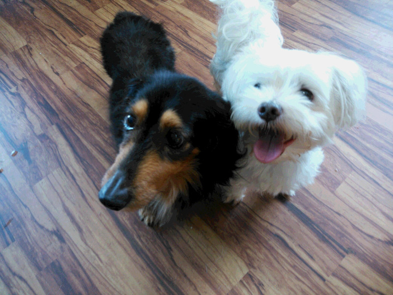 みるくちゃん&きららちゃん&シフォンちゃん 山形市 ペットホテル わんニャンシャンプー