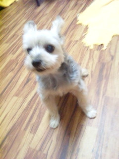 レオちゃん 山形市 ペットホテル わんニャンシャンプー