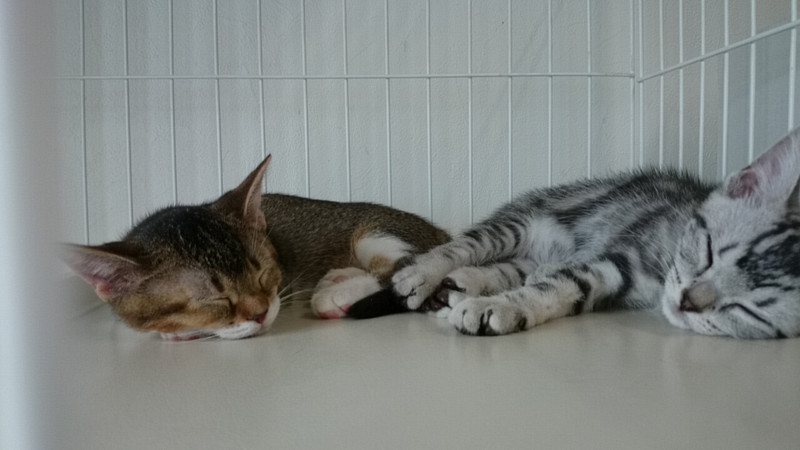 アイルーちゃん&メラルーちゃん 山形市 ペットホテル わんニャンシャンプー