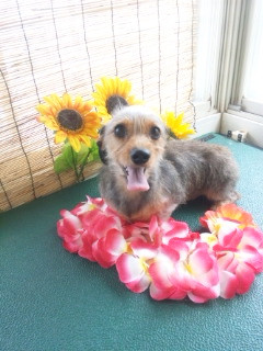 チャッコちゃん&ランちゃん 山形市ペットサロン わんニャンシャンプー